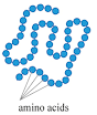 <p>First stage of protein structure</p><ul><li><p>sequence of amino acids</p></li></ul><p></p>