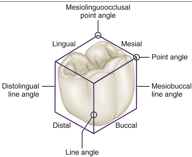 <p>Line and point angles are used only as descriptive terms to indicate specific locations.</p><p>Line angle: Formed by the junction of two surface teeth</p><p>Point angle: Angle formed by the junction of three surfaces at one point</p>