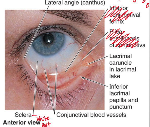 <p>It is the white part of the high or also known as “Sclera” and it helps forigen objects from going into the back of the high and causing an infection </p>