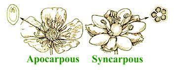 <p>Pistils fused together to form a single pistil.</p>