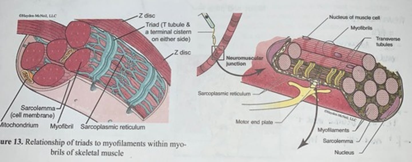 knowt flashcard image