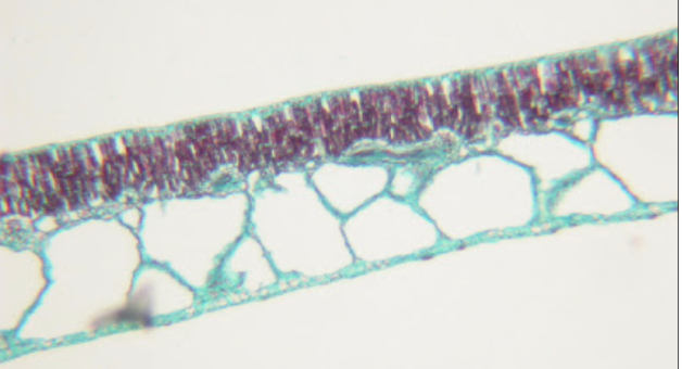 term image
