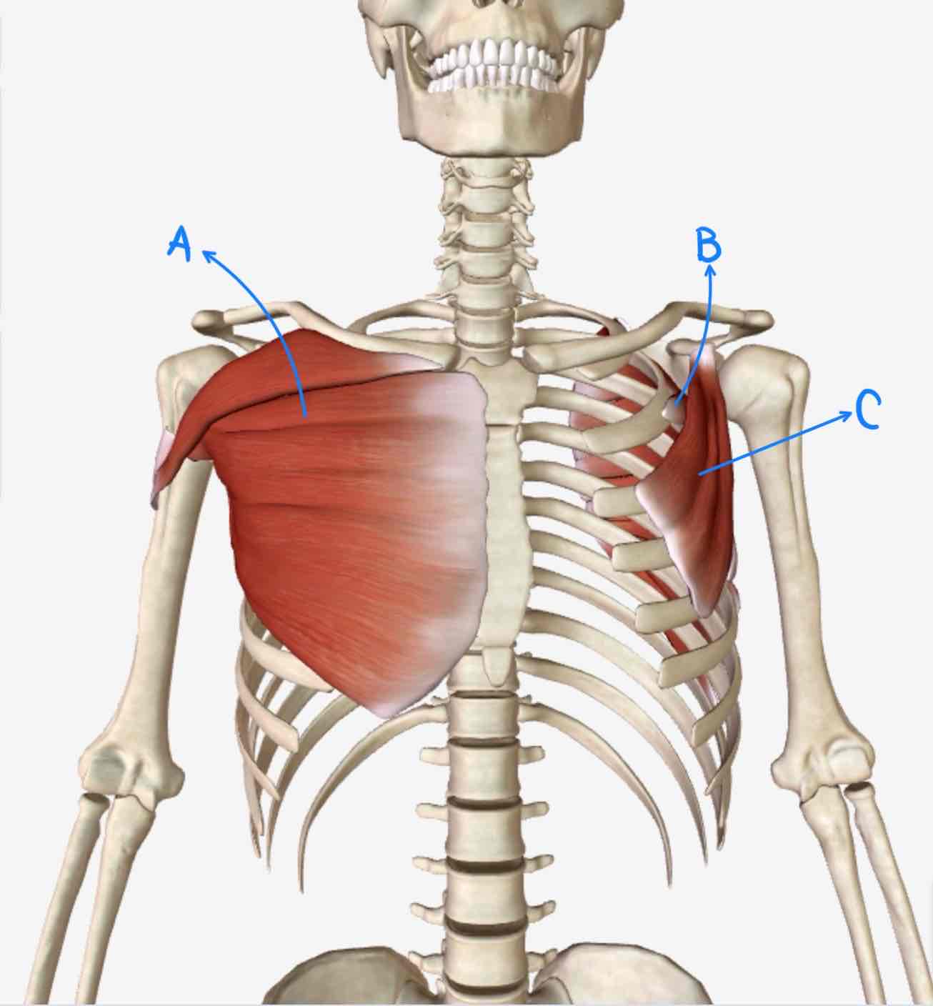 <p>C=</p>