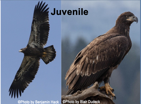 <p>Nests in forested areas near large bodies of water; Tends to follow major waterways in</p><p class="p1">winter;  Takes about 5.5 years to attain full adult plumage</p>