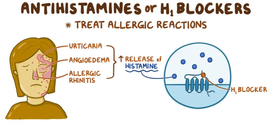<ul><li><p>H1 receptor antagonists </p></li><li><p>Reversible binding to the H1 receptor</p></li><li><p>More efective at preventing than reversing symptoms</p></li><li><p>Block triple response of Lewis</p></li><li><p>Partially prevent hypotensive effect</p></li><li><p>No effect on gastric secretions</p></li></ul><p></p>