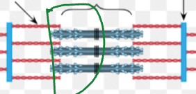 <ol><li><p>SMALL overlap of actin and myosin.</p></li><li><p>LENGTH of fibers = LONG</p></li></ol><p></p>