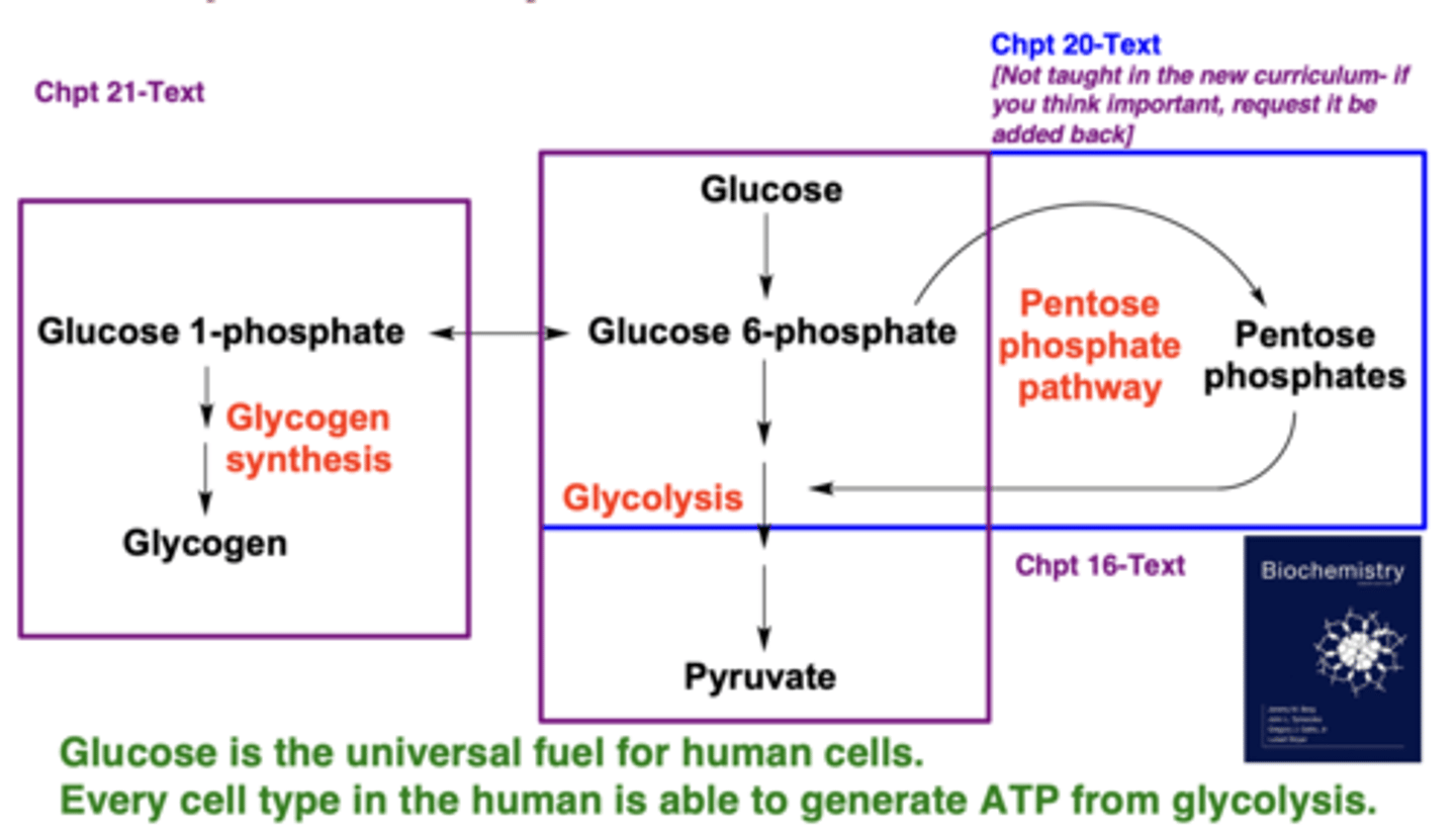 <p>Glycolysis, glycogen synthesis/breakdown, and the pentose phosphate pathway</p>