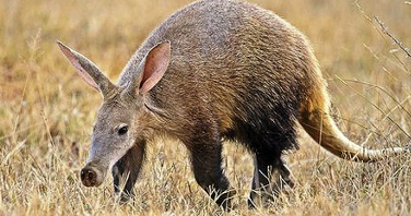 <p>brown aardvark</p>