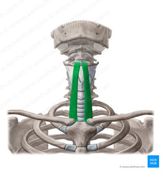 <ul><li><p>strap-like muscles; have to be moved during thyroid procedures</p></li></ul><p></p>
