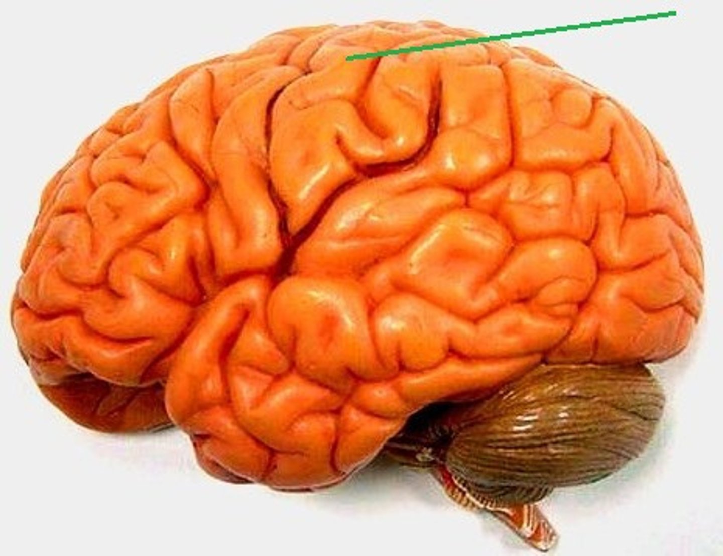 <p>Primary sensory cortex</p>