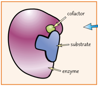 <p>They work by helping the enzyme and substrate bind together. They don’t directly participate in the reaction so aren’t used up or changed in any way</p>