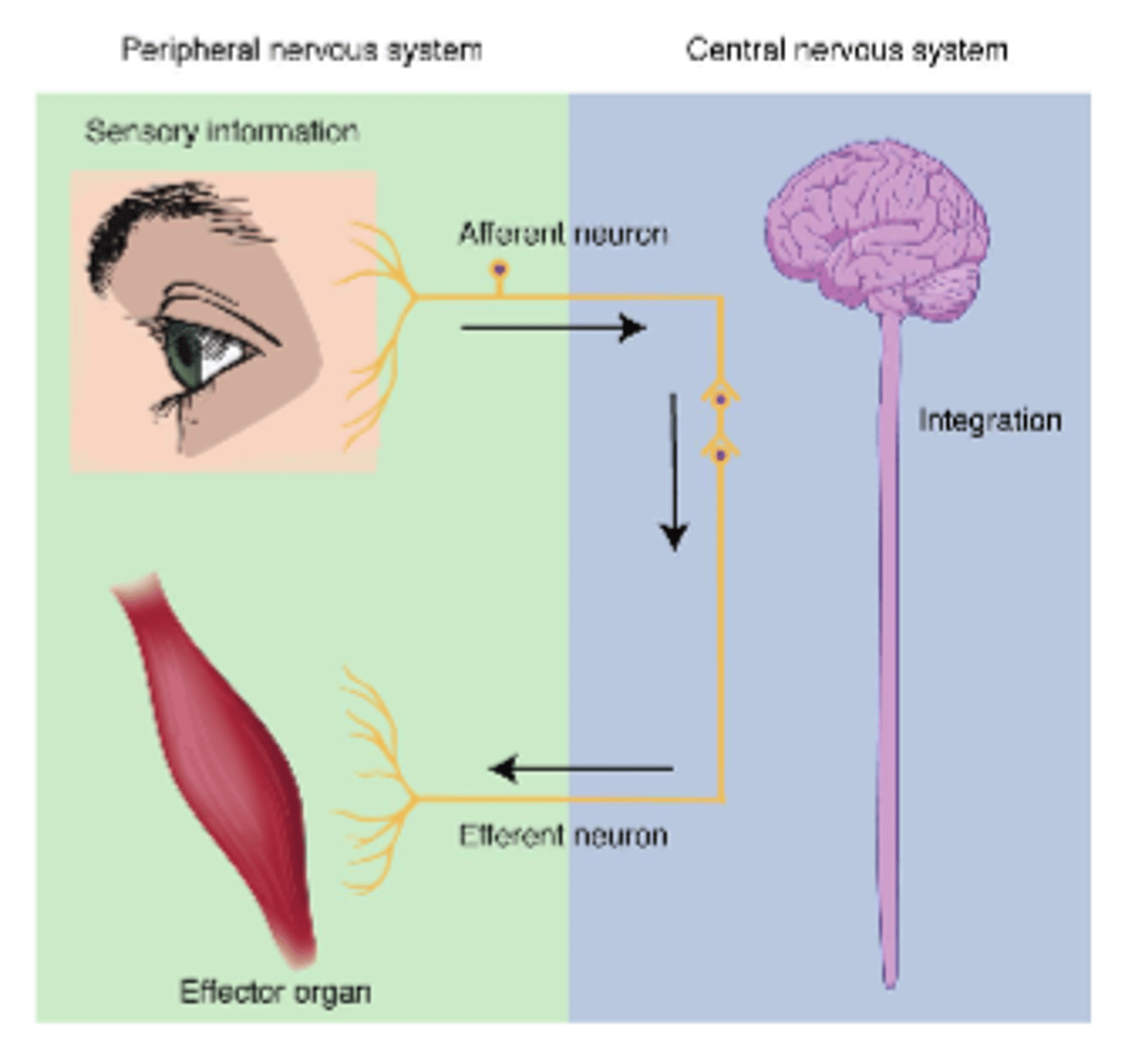 <p>afferent</p>