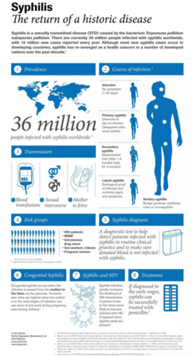 <p>The 'bacteraemic stage' where spirochetes multiply and spread via blood, causing systemic rash.</p>