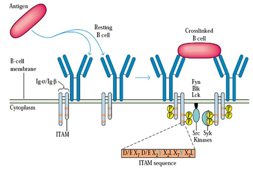 <p>In <strong>T-independent B cell activation</strong>, the antigen binds to multiple receptors on the B cell surface, causing receptor <strong>crosslinking</strong>. This direct activation leads to the B cell's immediate secretion of IgM antibodies.</p>