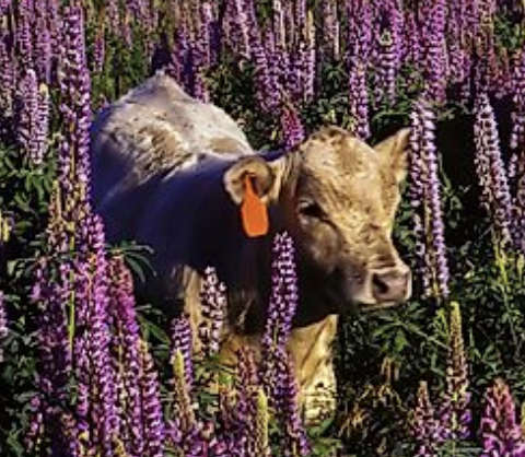 <p>arthrogryposis if exposed days 40-70</p>