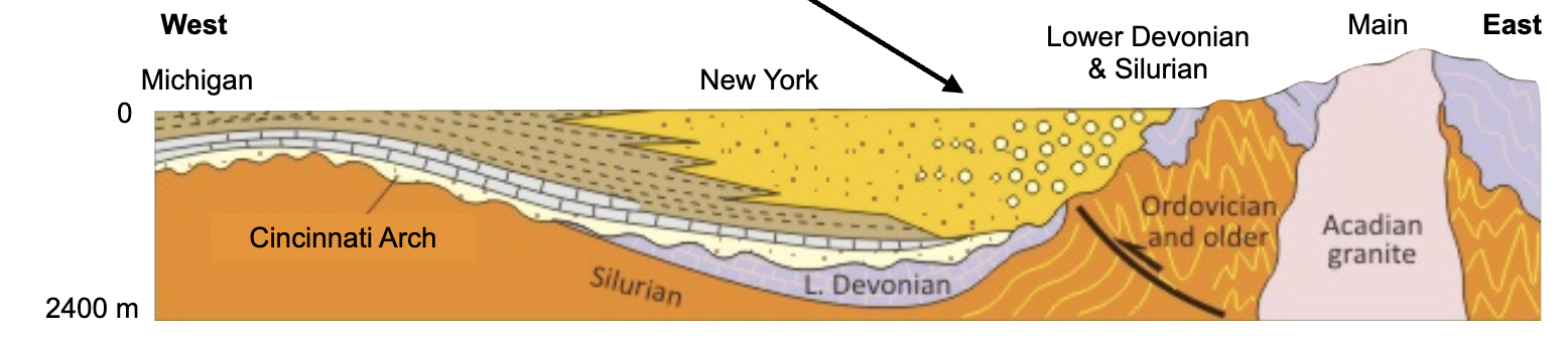 <p>Middle Devonian, ~385 Ma</p>