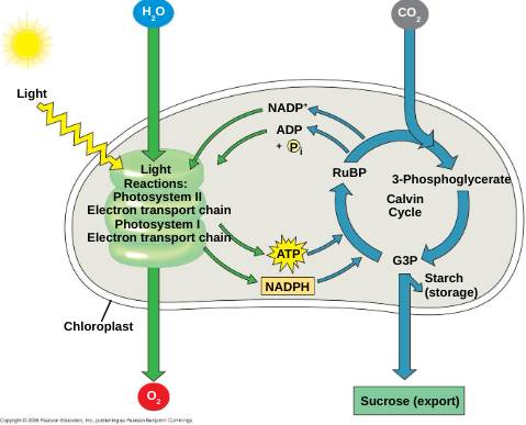 <p>Light reactions and Calvin Cycle</p>