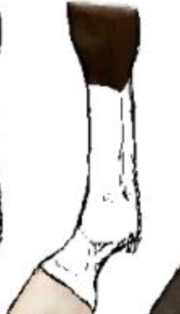 <p>What leg marking is this?</p>