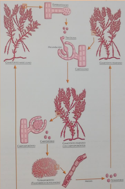 <p>Ciclo exclusivo de las <strong>algas rojas</strong>.</p><p style="text-align: justify;">A la <strong>izq</strong>. encontramos un <strong>gametofito masculino</strong> y a la <strong>derecha </strong>uno <strong>femenino</strong>. El <strong>espermatangio </strong>masculino produce gametos masculinos, <strong>cocoides sin flagelos</strong>. El gametocito femenino produce el gametangio femenino (<strong>tricógina</strong>), donde llegará el gameto masculino, fusionándose y formando una fecundación.</p><p style="text-align: justify;">Esta primera generación diploide (<strong>carpogonio</strong>), crece sobre el propio gametofito femenino. Cuando germina en los carposporangios que se han desarrollado se generan <strong>carpoesporas </strong>, las cuales son <strong>mitóticas </strong>(diploides). Cuando una carpospora germina, genera una <strong>fase filamentosa</strong>.</p><p style="text-align: justify;">En estos filamentos de formarán <strong>tetraesporofitos </strong>(diploides), que generan tetraesporas (haploides → meiosis). Estas podrán germinar en gametofitos masculinos o femeninos (50-50).</p>