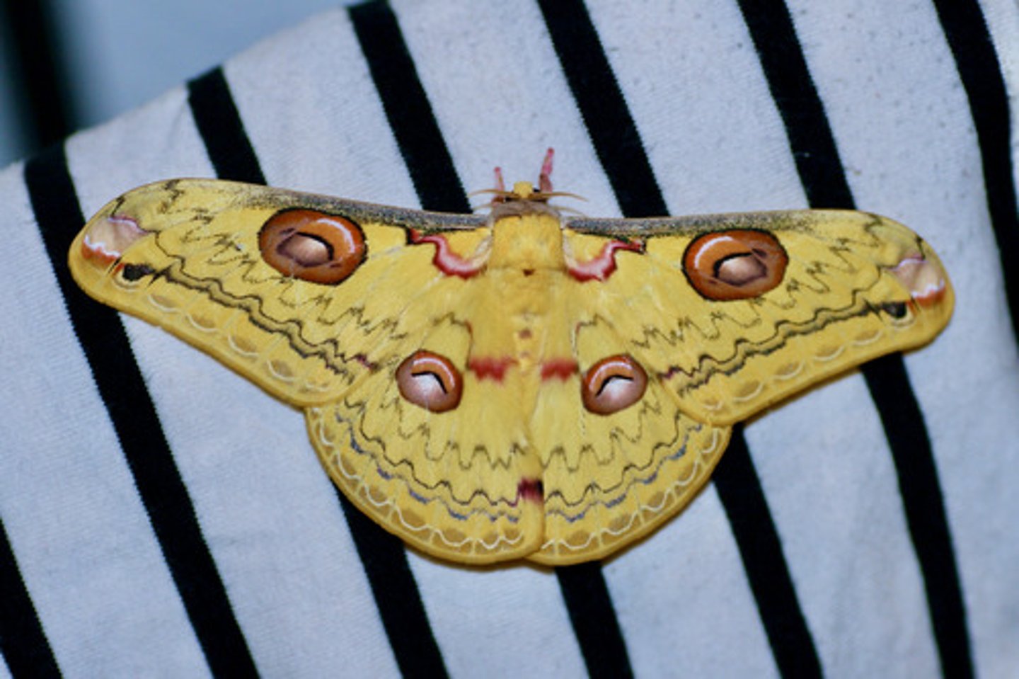 <p>Heavy bodies, small head, lobed wings w/ hair like scales, reduced (vestigial) mouthparts, adults do not feed, lack frenulum (HW and FW overlap to create same effect), brightly colored, large transparent eyespots on wings, lack tympana (hearing organs), males have larger featherier antennae to sense pheromones within mile radius, females emit pheromones to attract males, lack digestive track. Larvae: smooth or shiny, spiny/hairy, spin tough cocoon, feed on foliage of trees</p>