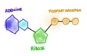 <p>Adenine + Ribose + 3 Fosfaatgroepen</p>