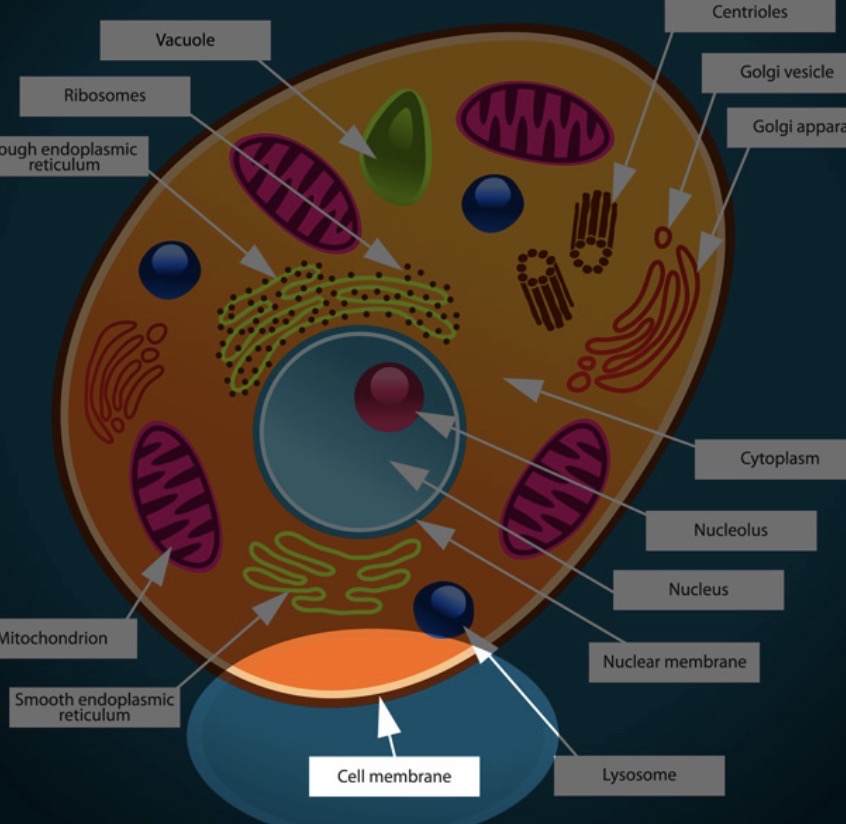 <p>A flexible outer layer that separates the cell from its environment and controls which substances can enter and exit</p>