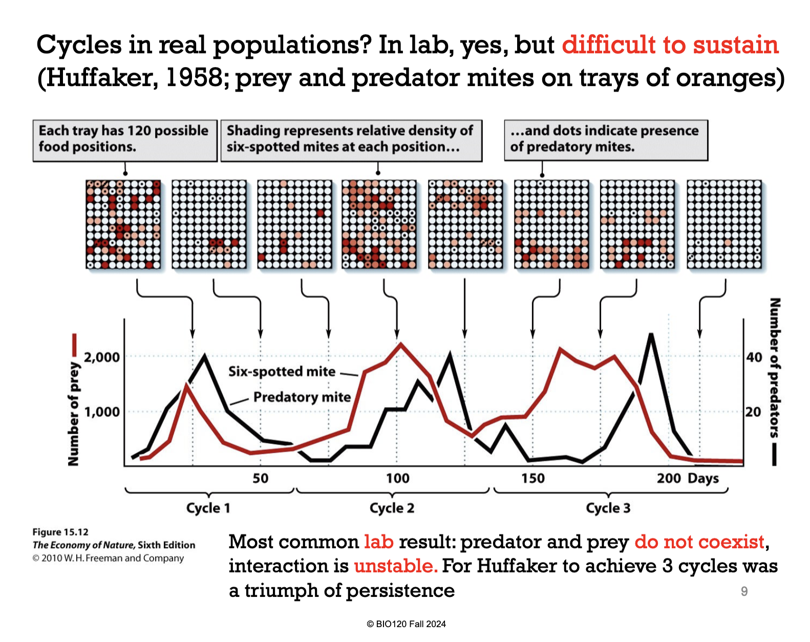 <p>In 1958, Huffaker did a study on 2 mite species. The first being the herbivorous six-spotted mite on orange trays and a predator mite. A tray of oranges was provided so that the six-spotted mites would be distracted from the predator mites.</p><p>In the lab, 3 cycles identified.</p><ol><li><p>When the population of the six-spotted mice were high, there was lots of prey for the predator mites to eat so the population of the predators increased.</p></li><li><p>As a result, the population of six-spotted mites (prey) decreased.</p></li><li><p>Then, the population of the predators decreased because the population of its prey got so scarce.</p></li><li><p>This then allowed the six-spotted mite to recover (its population increased again).</p></li><li><p>That means more food for the predator, allowing its population to recover…</p><p></p><p>*and so on… the cycle continues</p></li></ol><p></p>