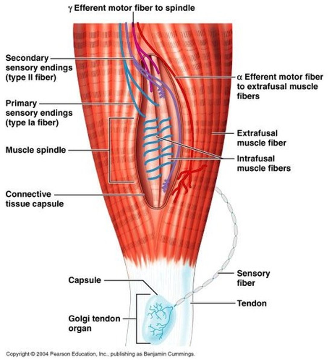 <p>Proprioceptors that monitor muscle position and ensure muscles are not overstretched.</p>