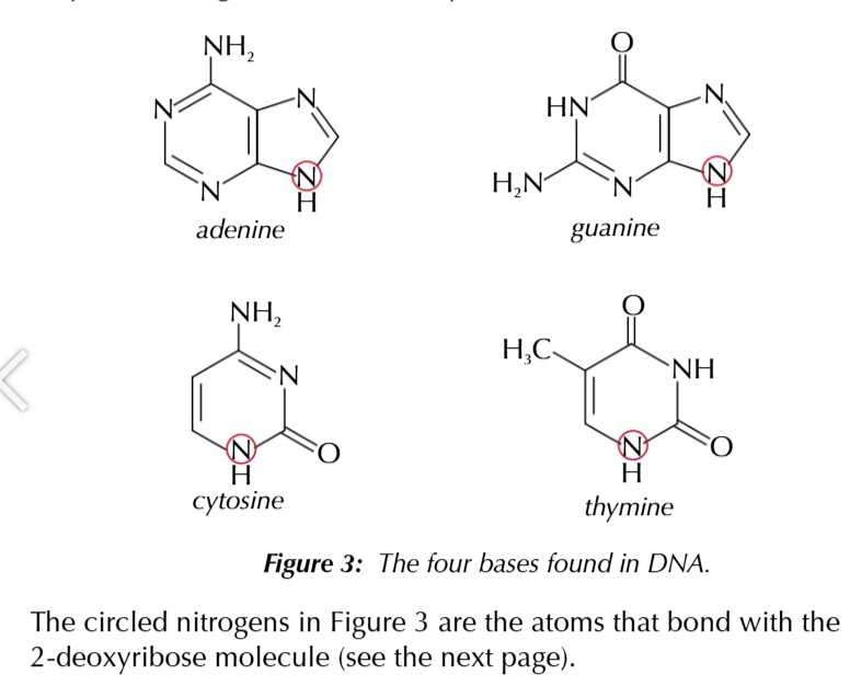 <p>ADENINE N THYMINE, CYTOSIN N GUANINE</p>
