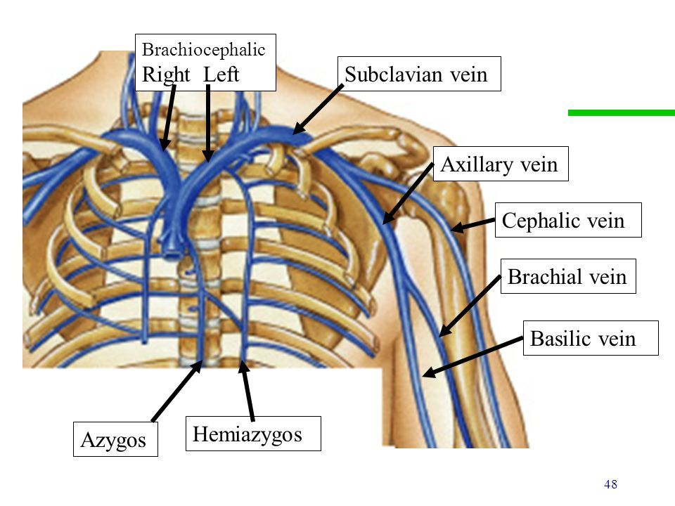 <p>T/F The scalenus anterior muscle</p><p>A. is anterior to the subclavian vein</p><p>B. is anterior to the phrenic nerve</p><p>C. is anterior to the suprascapular artery</p><p>D. is used in deep respiration</p><p>E. is attached to the first and second ribs.</p>