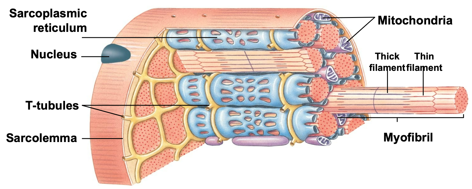 
1. A muscle is made of many muscle cells
2. Myofiber = single cell, containing multiple bundles of contractile elements 
3. Major elements of a myofiber

   
   1. Myofibrils = Sarcomeres, contractile units, thick and thin filaments
   2. Mitochondria = ATP generation
   3. Sarcoplasmic reticulum = Ca2+ storage
   4. T-tubules
4. In somatic motor neuron

   
   1. If no action potential = skeletal muscle off 
   2. If action potential = skeletal muscle on 