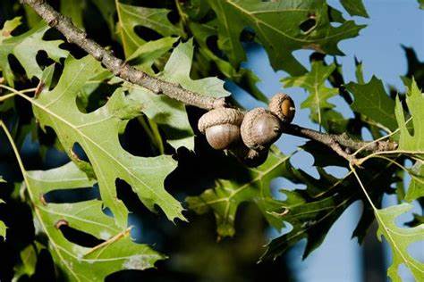 <p>Shumard Oak</p>
