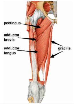 <p>adductor brevis, adductor longus, adductor magnus, gracilis </p>