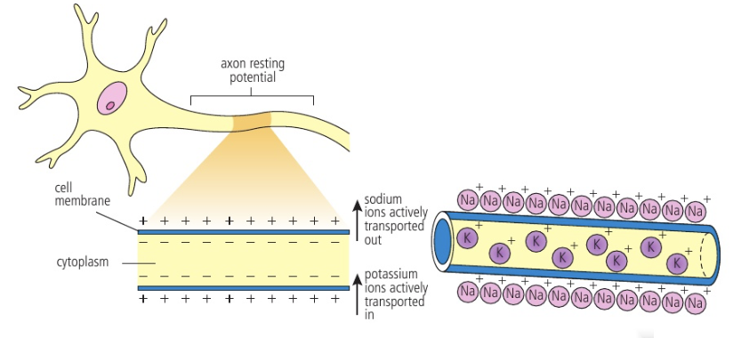 <p>Difference in charge across membrane when <strong>not</strong> firing</p><p>Created by Na+ (out) and K+ (in) through active transport (sodium-potassium pump = 3 Na+ out and 2 K+ in)</p><p>→ Outside is more positive relative to inside</p><p></p>