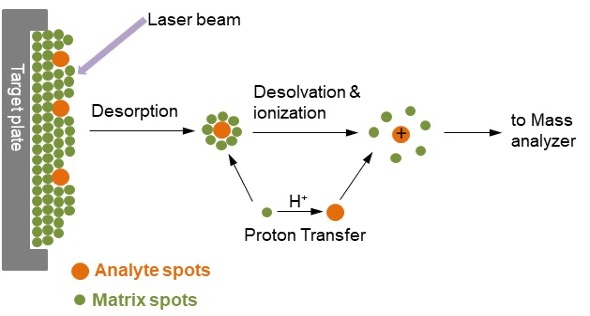 <p>Sample analyte mixed with matrix material.</p><ul><li><p>Laser strikes the mixture, causing vaporization (desorption).</p></li><li><p>Vaporized molecules become charged through proton transfer.</p></li><li><p>Mass analyzer separates charged ions by mass-to-charge ratio.</p></li></ul><p></p>