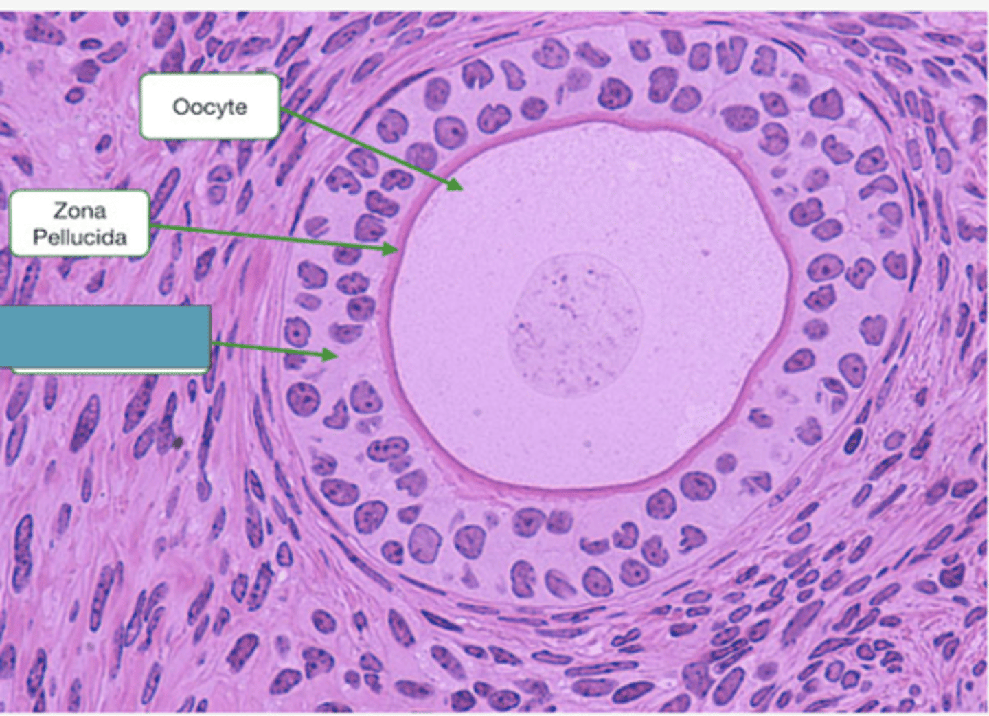 <p>Identify the layer</p>