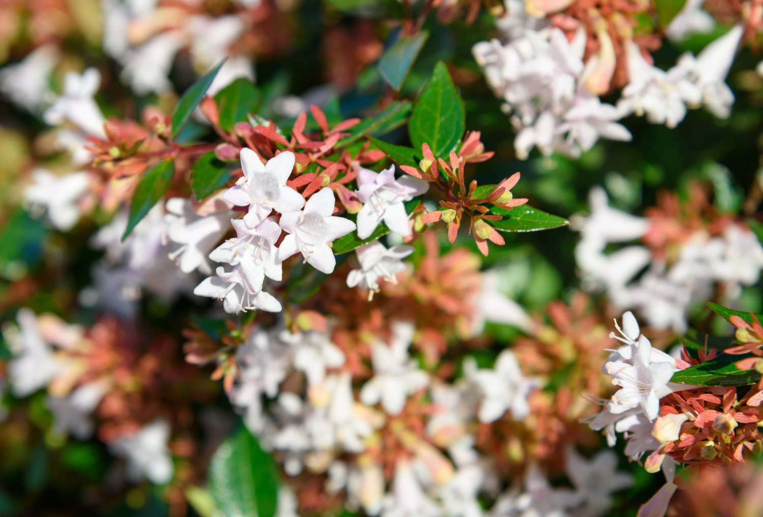 <p>Fine-textured, semi-evergreen, sprawling shrub with 1½ inch-long, red-tinged leaves arranged along thin, arching, multiple stems.</p>