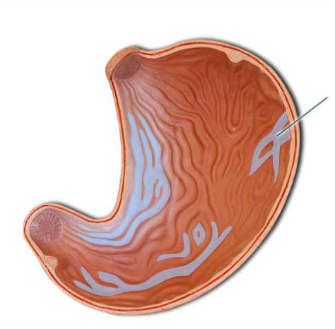 <p><span>Identify the highlighted structures.</span></p>