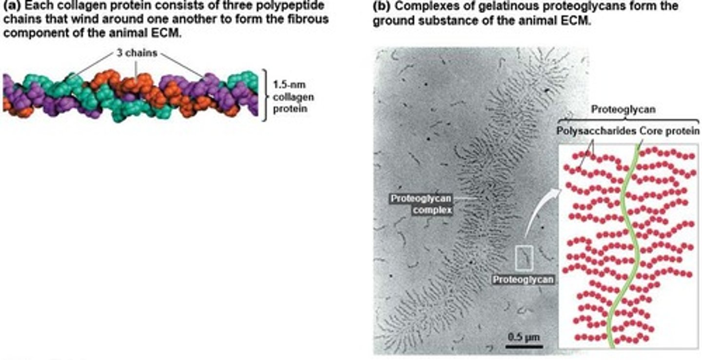 <p>Cable-like protein forming flexible ECM structure.</p>