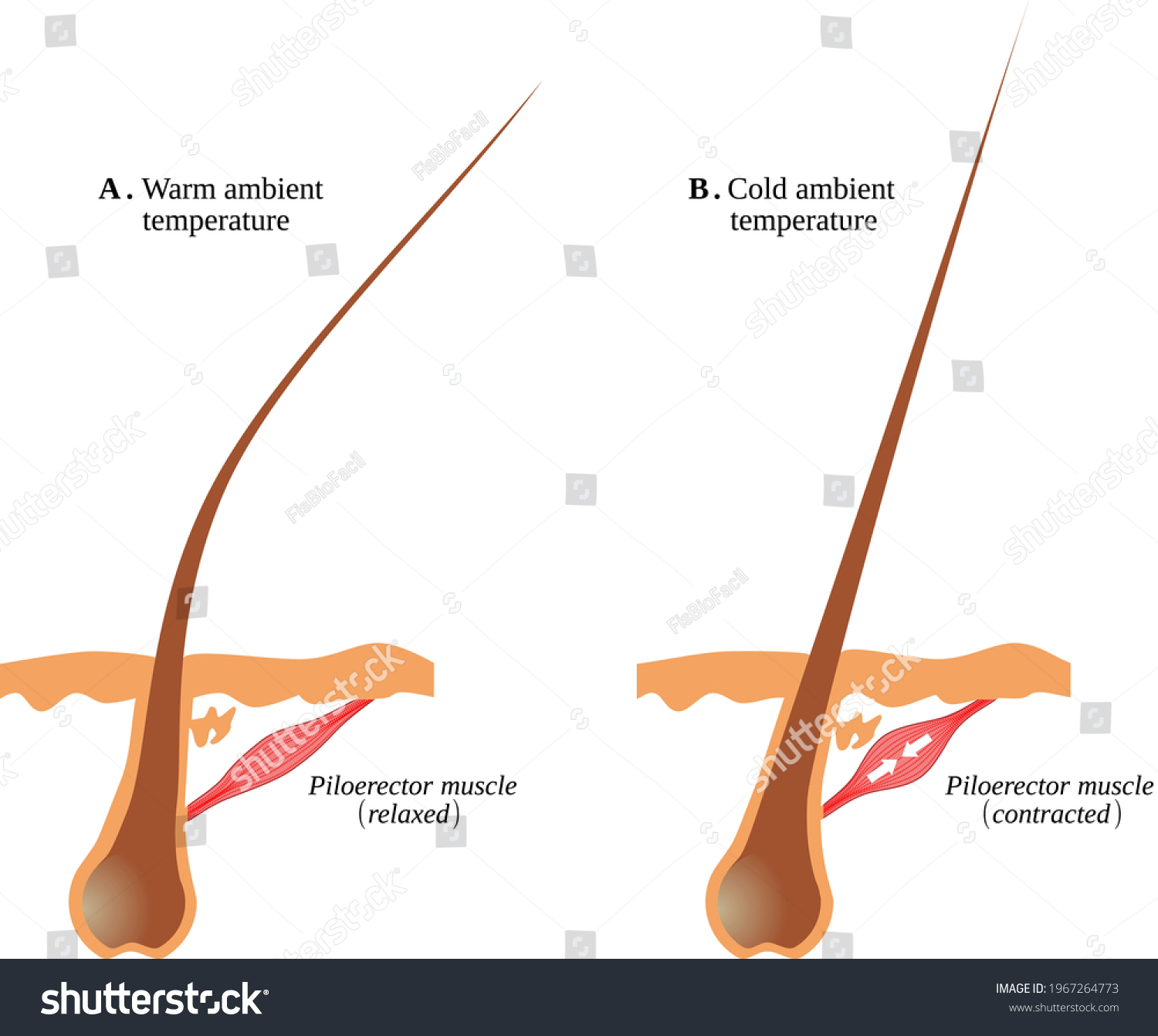 <p>arrector pili muscle </p>