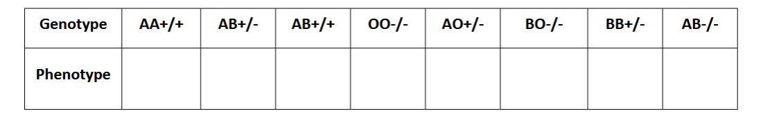 <p><span>Blood type in humans is controlled by two genes, one which controls ‘type’ (A, B, or O) and the other which controls Rh factor (positive or negative). At the first gene, the A and B alleles exhibit complete dominance over the O allele, and the A and B alleles exhibit codominance with each other. At the second gene, the Rh-positive allele (+) exhibits complete dominance over the Rh-negative allele (-). In the table below, fill in the phenotype (blood type) for each genotype. For example, the genotype BO+/-</span><br><span>has a B allele and an O allele at the first gene; an Rh-positive allele and an Rh-negative allele at the second gene, which results in the blood type B-positive.</span></p>
