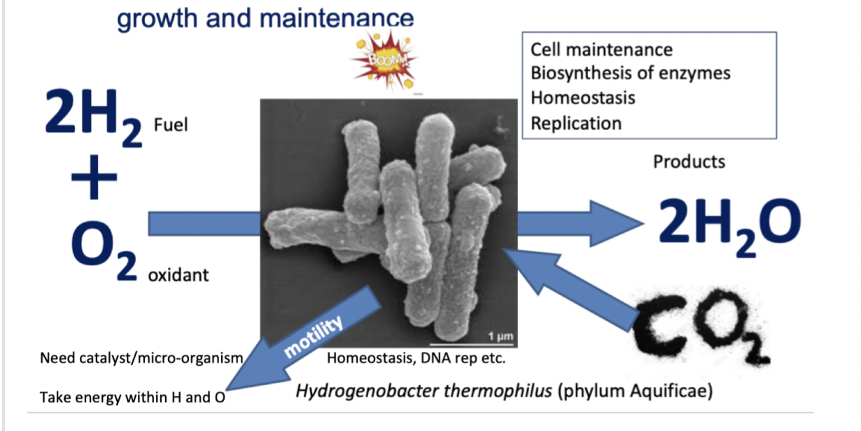 how bacteria gets energy