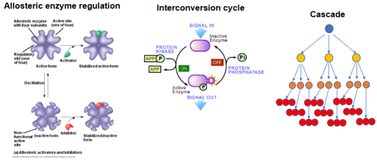 <p>Allosteric amplification: Amplification occurs within one enzyme due to regulator binding.</p><p>Interconversion cycle: Amplifies by flipping a pool of enzymes ON or OFF.</p><p>Cascade: Amplifies by multiplying the signal at each step of the pathway.</p>