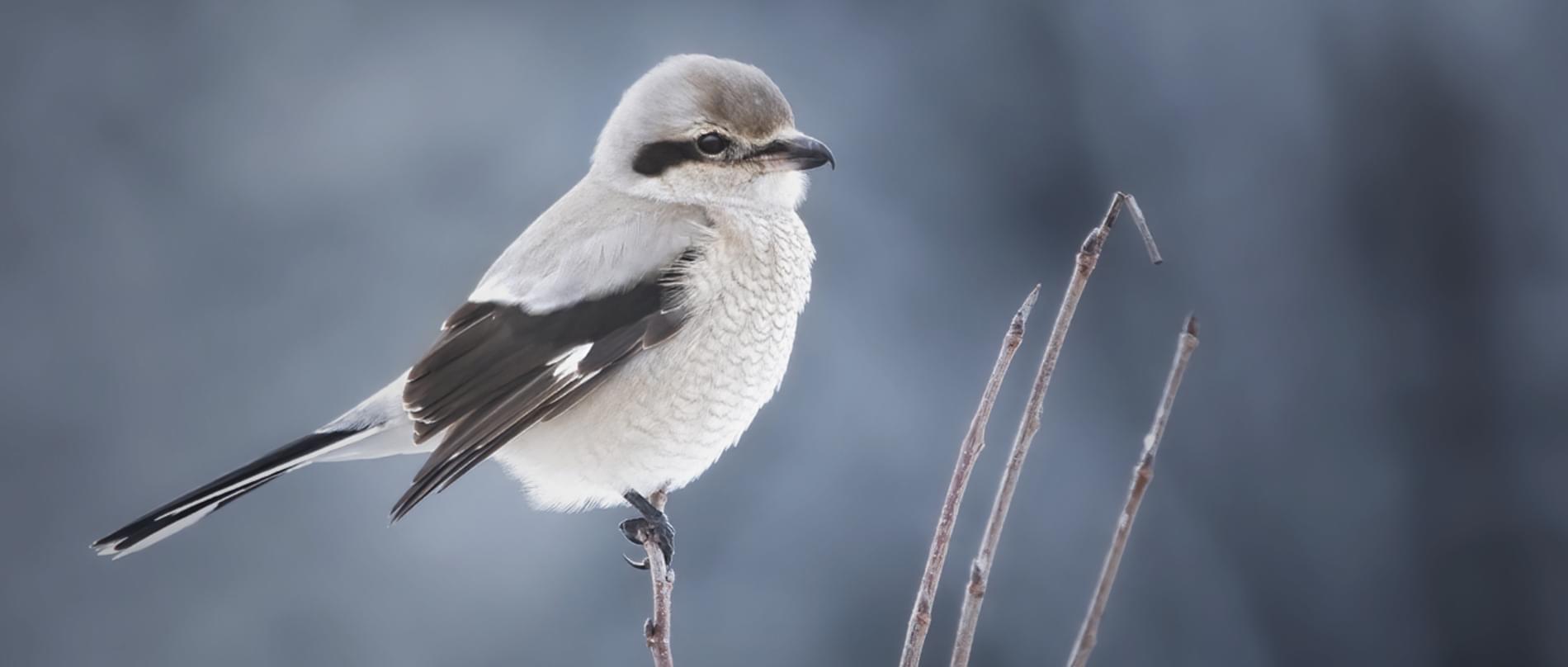 <p>Gray songbird with black mask, hooked bill, white wing patch; rare winter visitor</p>