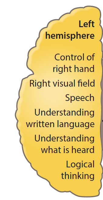 <p>plays a big role in the processing of language</p><p>an area in the left hemisphere known as the Broca’s area controls the production of speech</p>