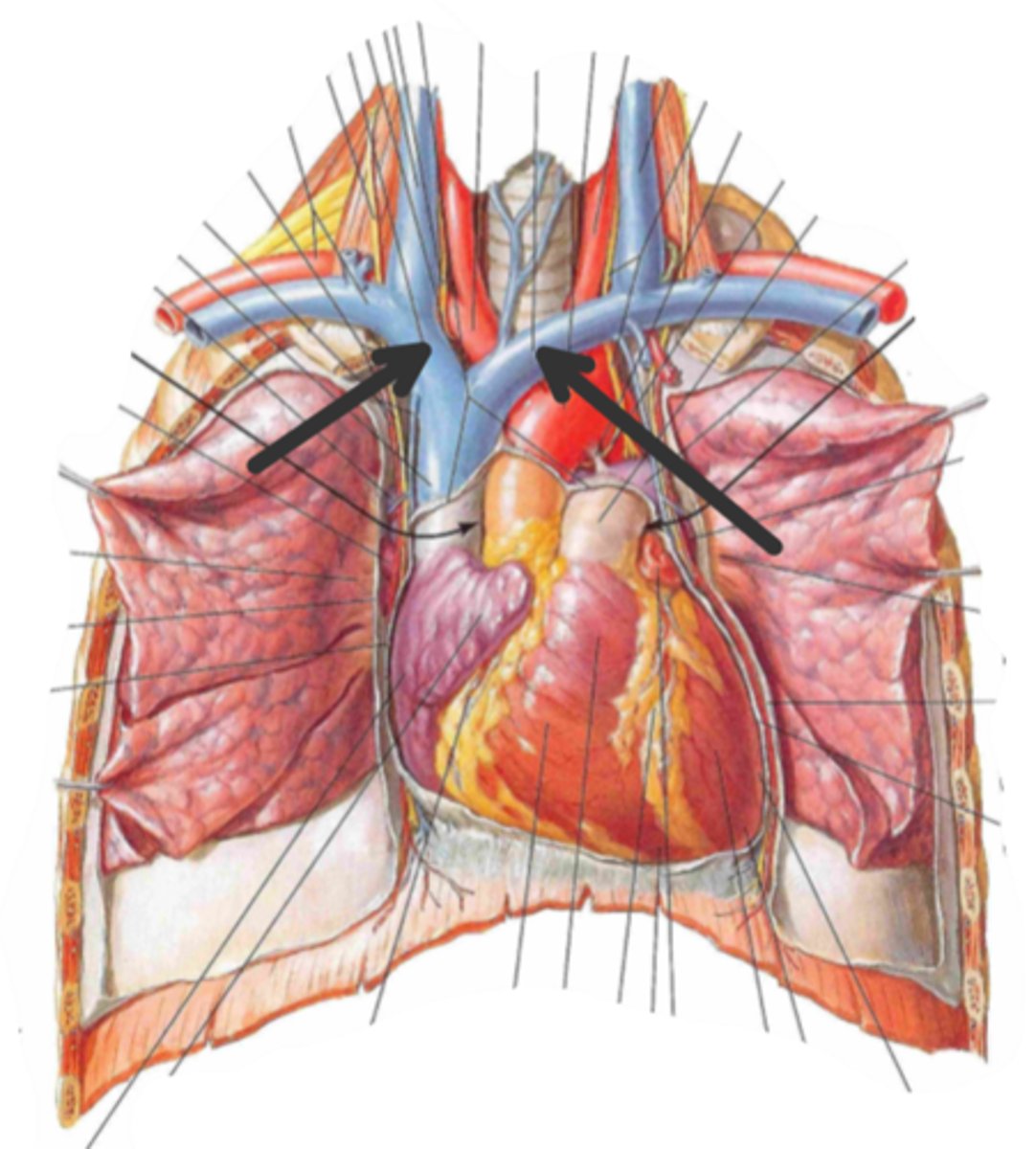<p>identify the structure(s) indicated by the arrow</p>