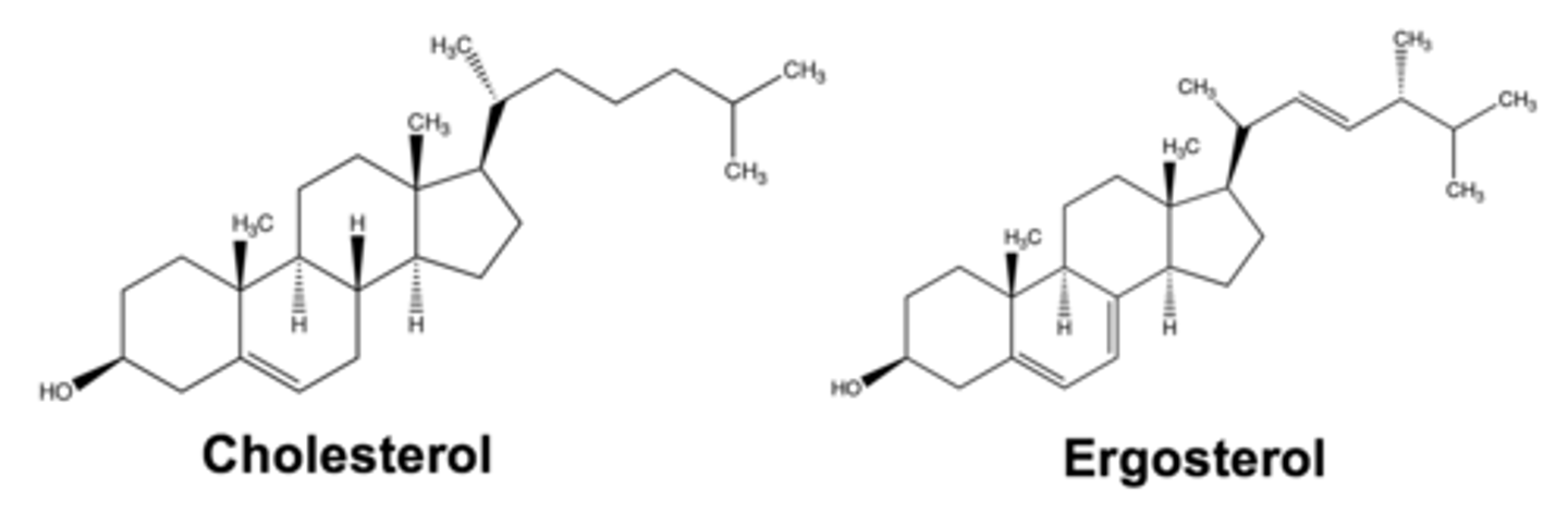 <p>steroid-type protein found in the cell membrane of fungi; similar in configuration to adrenal hormones and testosterone</p>