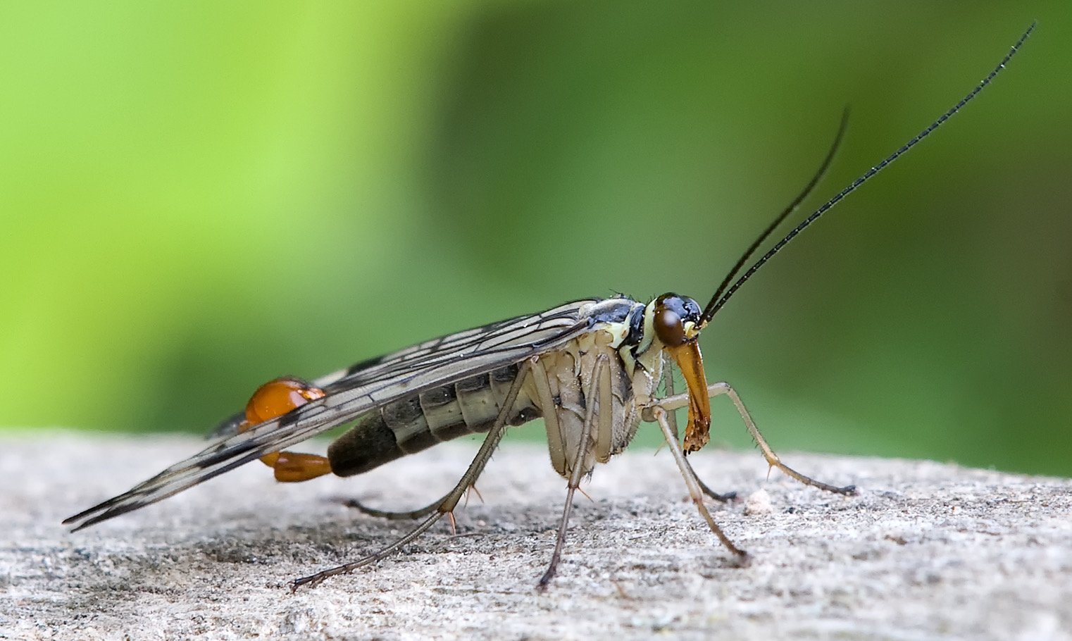 <p>Scorpionflies + Hangingflies</p>