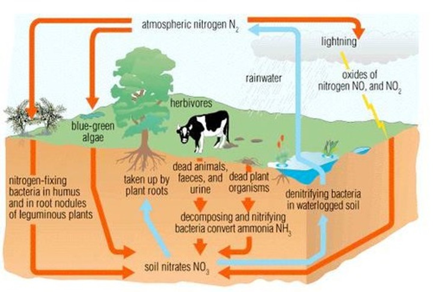<p>6CO2 + 6H2O + ENERGY(from sunlight) ⇒ C6H12O6 + 6O2</p>