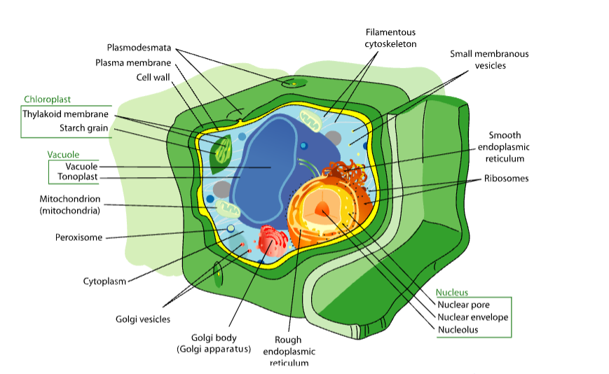 Plant Cell